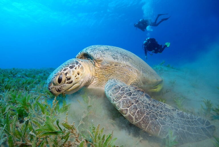 Zoom view of a green sea turtle on the sea floor grazing on seagrass. In the background, two scuba divers maintain a respectful distance.