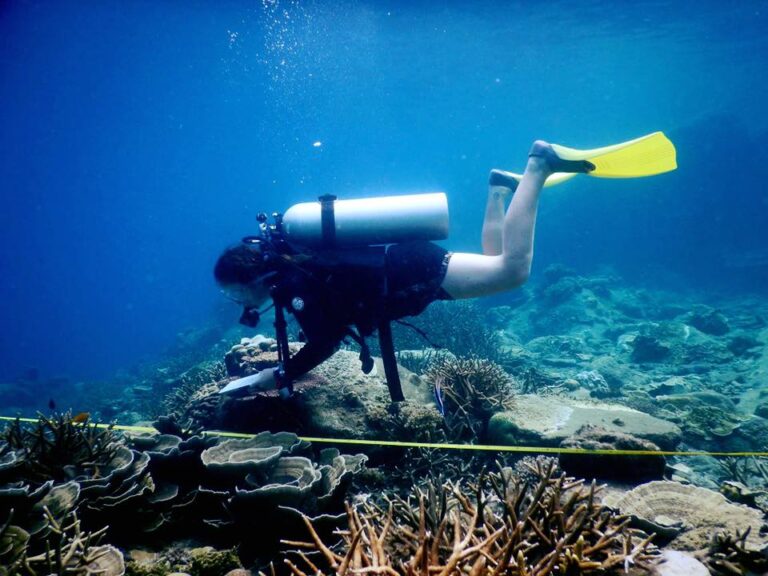 Perhentian Marine Research Station diver hovering over a transect line carrying out a coral reef survey