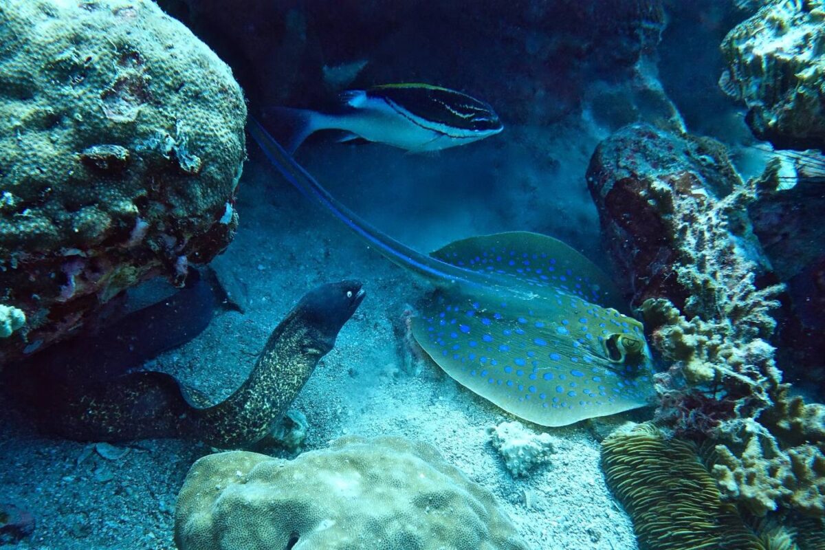 PIR Marine Life