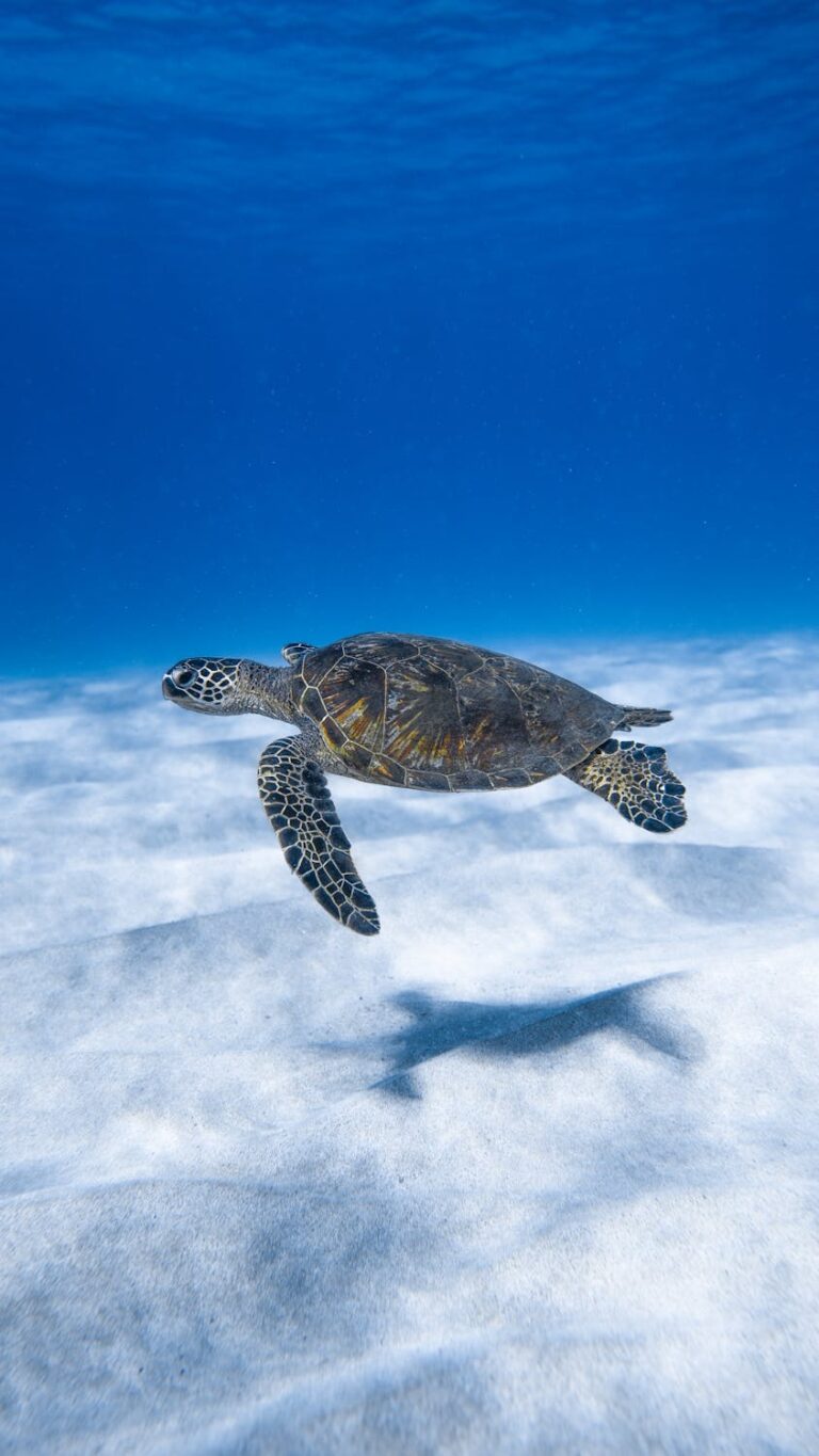 Green sea turtle