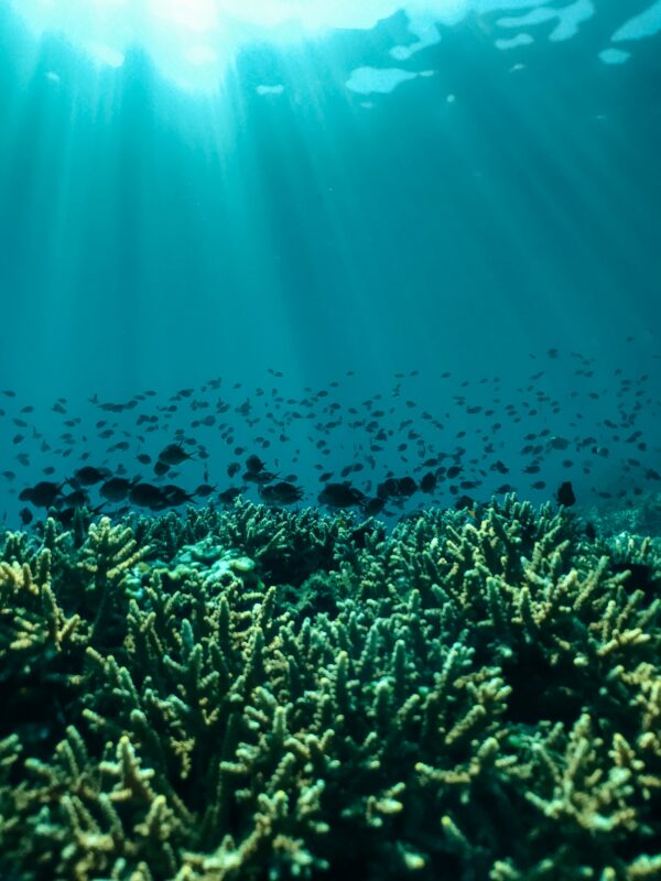 Coral Reef_naja-bertolt-jensen