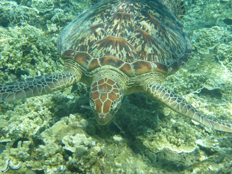 Green Sea Turtle_Credit pexels-james-weston-83912040-8876190