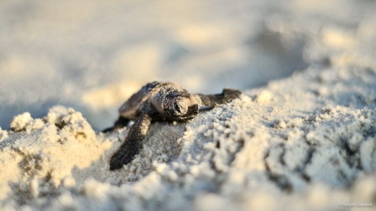 Baby turtle newly hatched on the sand