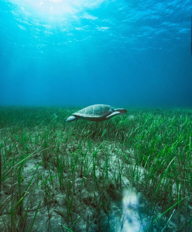 Green sea turtle over seagrass in Tenerife_OceanImageBank_LiamMcGuire_07