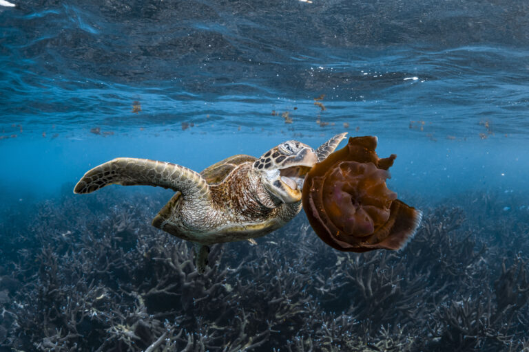 Hawksbill turtle in Coral Bay Ningaloo Reef_Credit Emilie Ledwidge : Ocean Image Bank