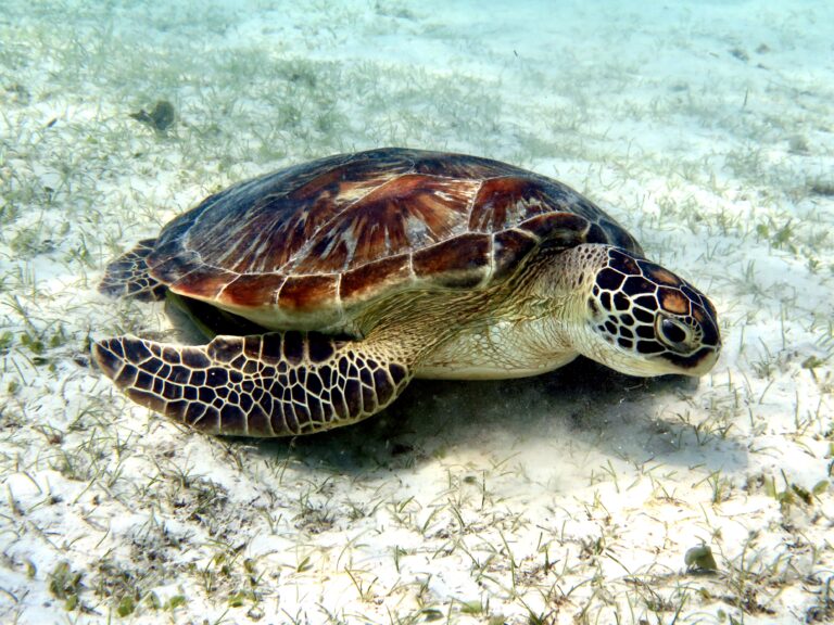 Turtle on the seafloor