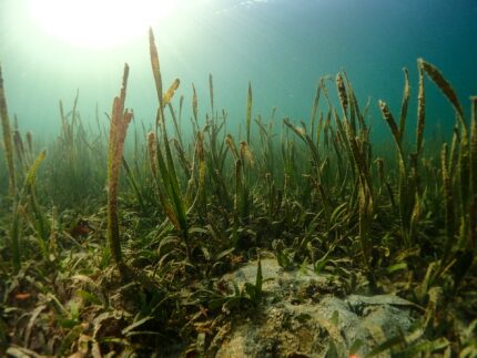 seagrass wakatobi_benjamin-l-jones-hlHlwtPqmNI-unsplash