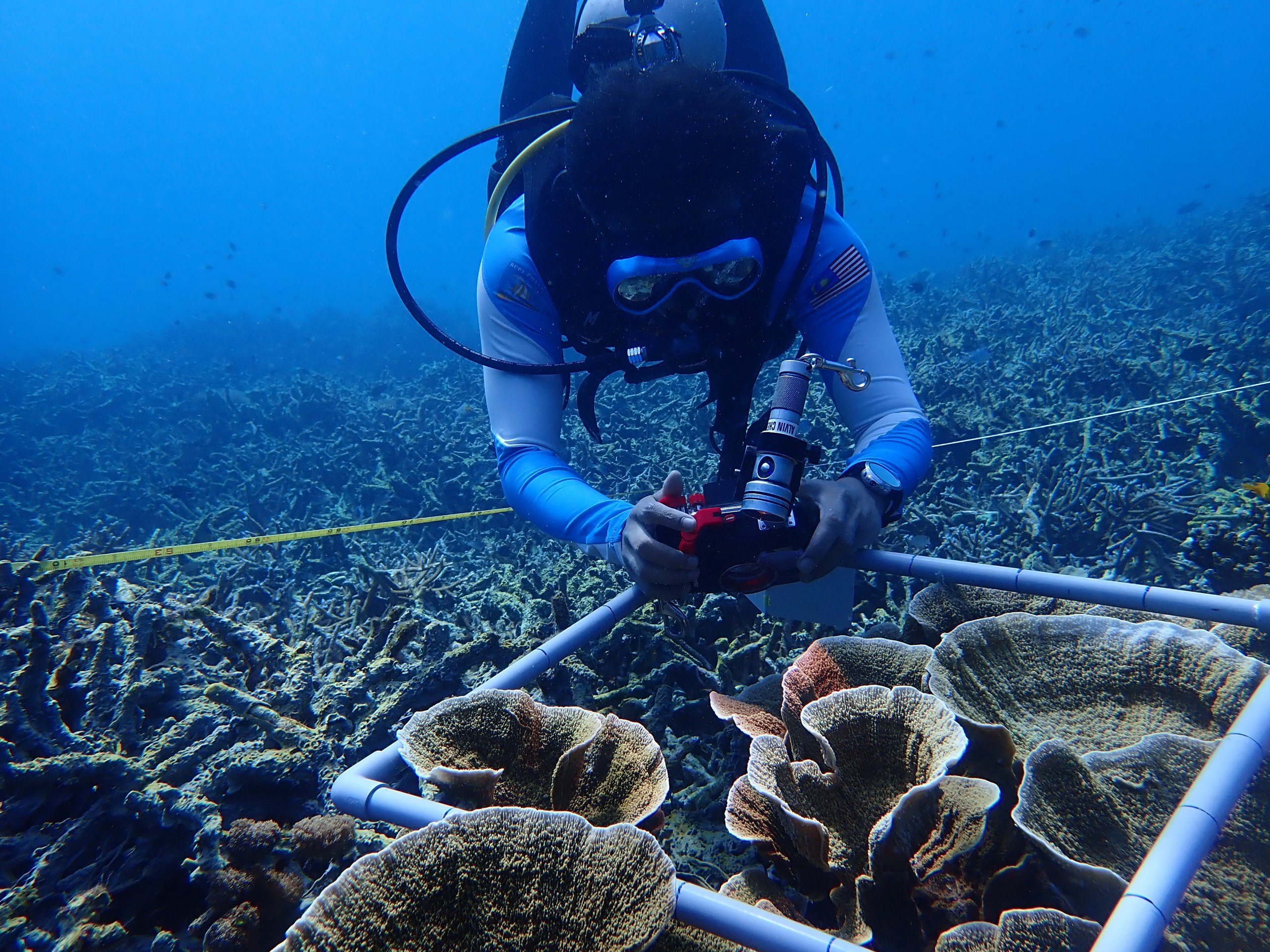 Laying a sample quadrat over coral reef in Tioman during reef survey