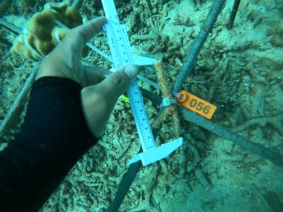 Measuring coral fragment growth