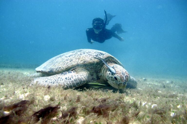Snorkeler observing turtle on the sea floor
