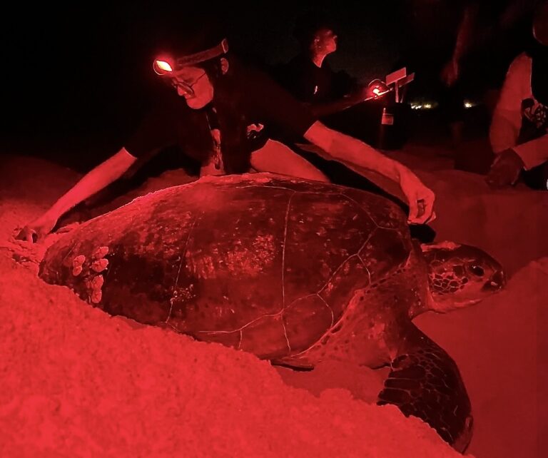 PULIHARA volunteer measuring the length of a turtle while she is laying eggs on the beach. Red light is used for illumination to minimise light pollution on the beach.