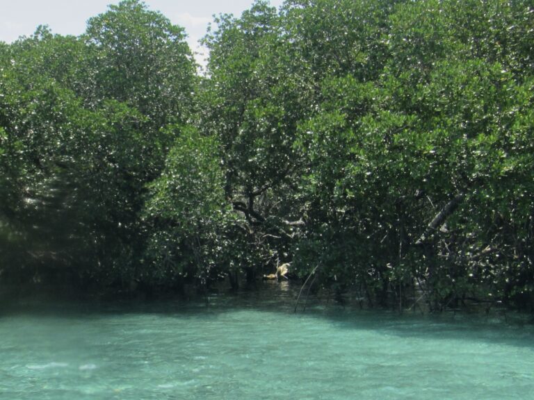 Mangroves in Tioman