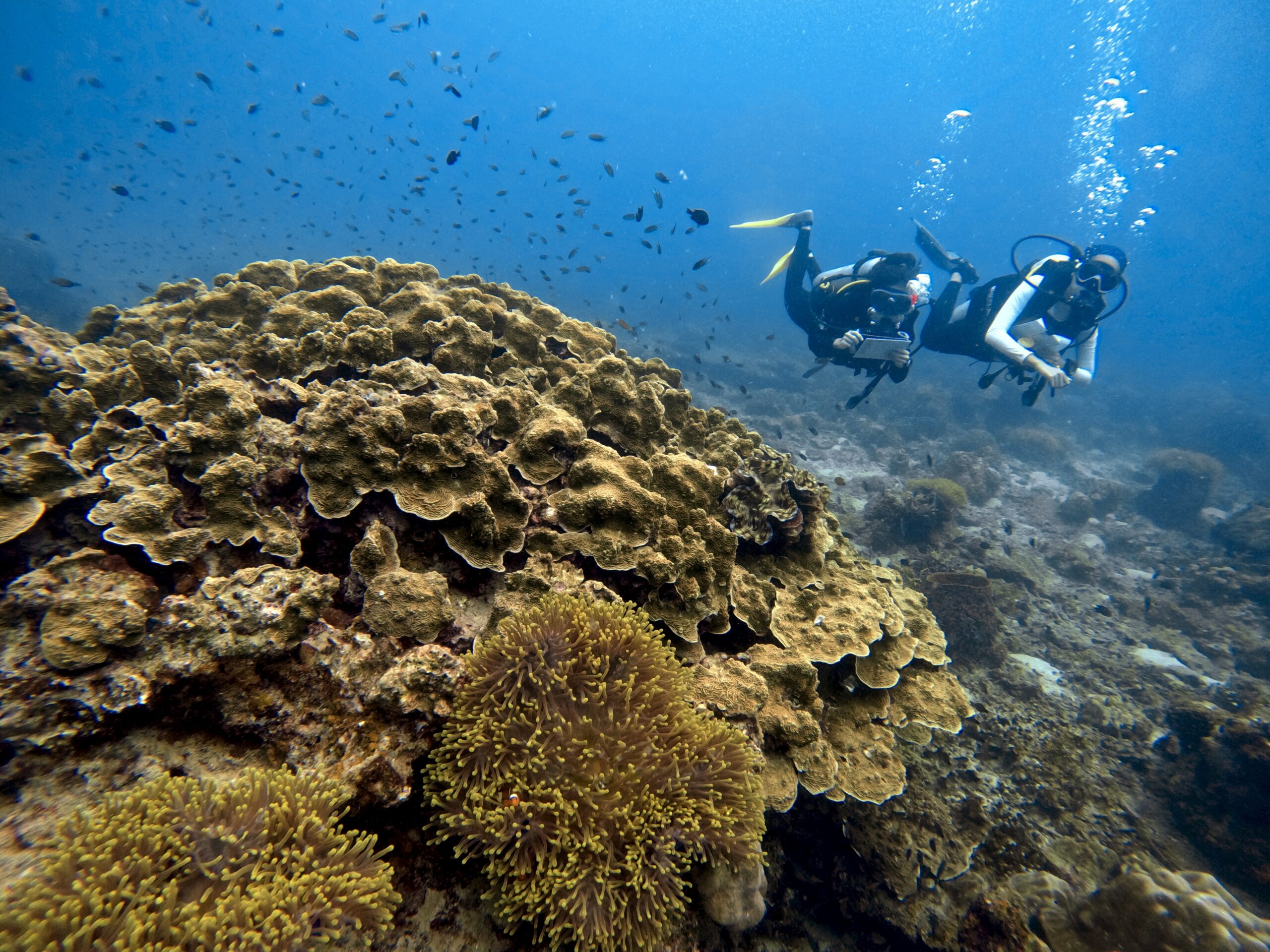 Two scuba divers near a large foliose coral reef