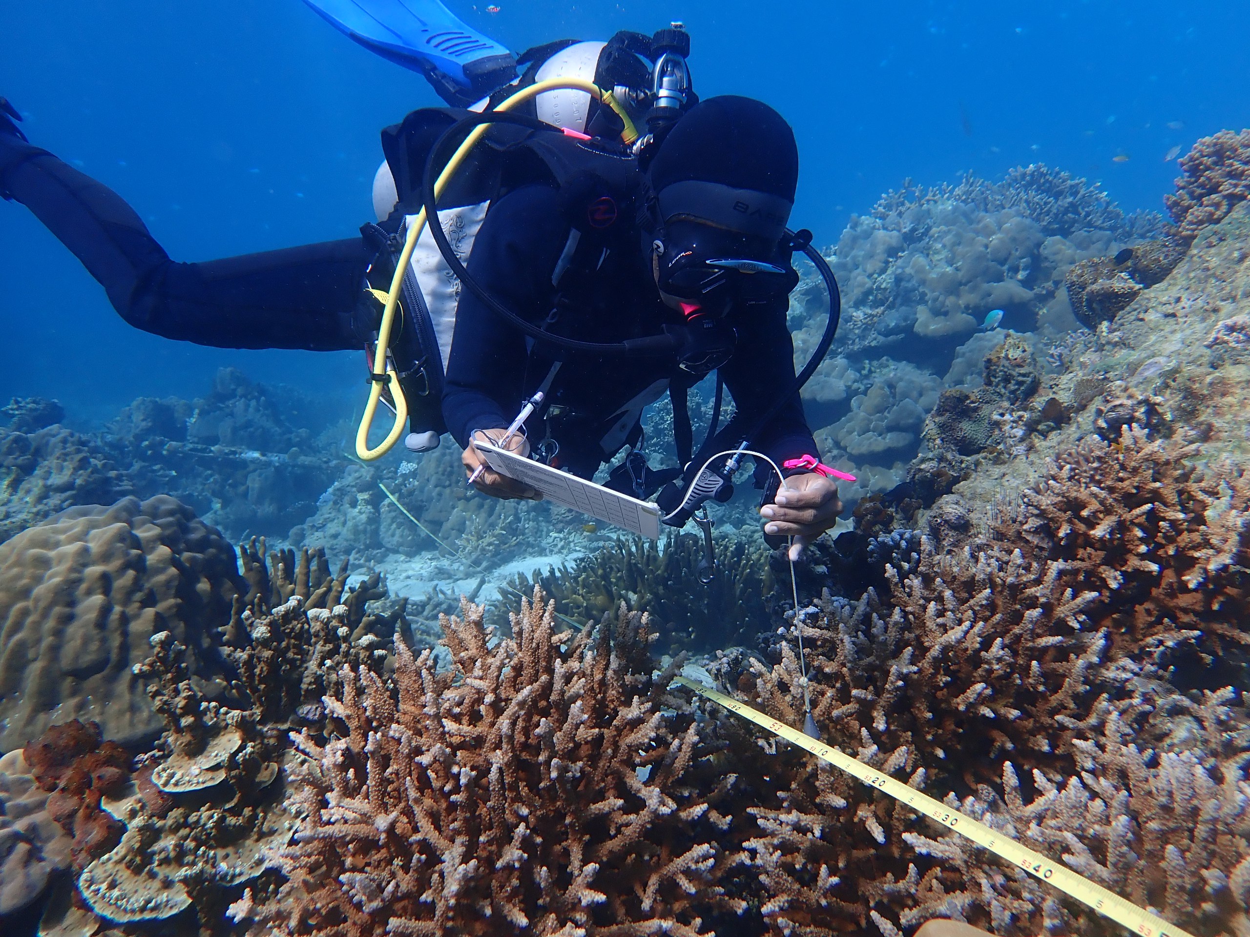 Scuba diver conducting an Eco Dive survey along a transect in a coral reef