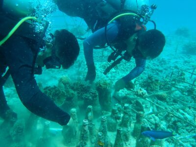 RMCG scuba divers carrying out maintenance on coral restoration garden