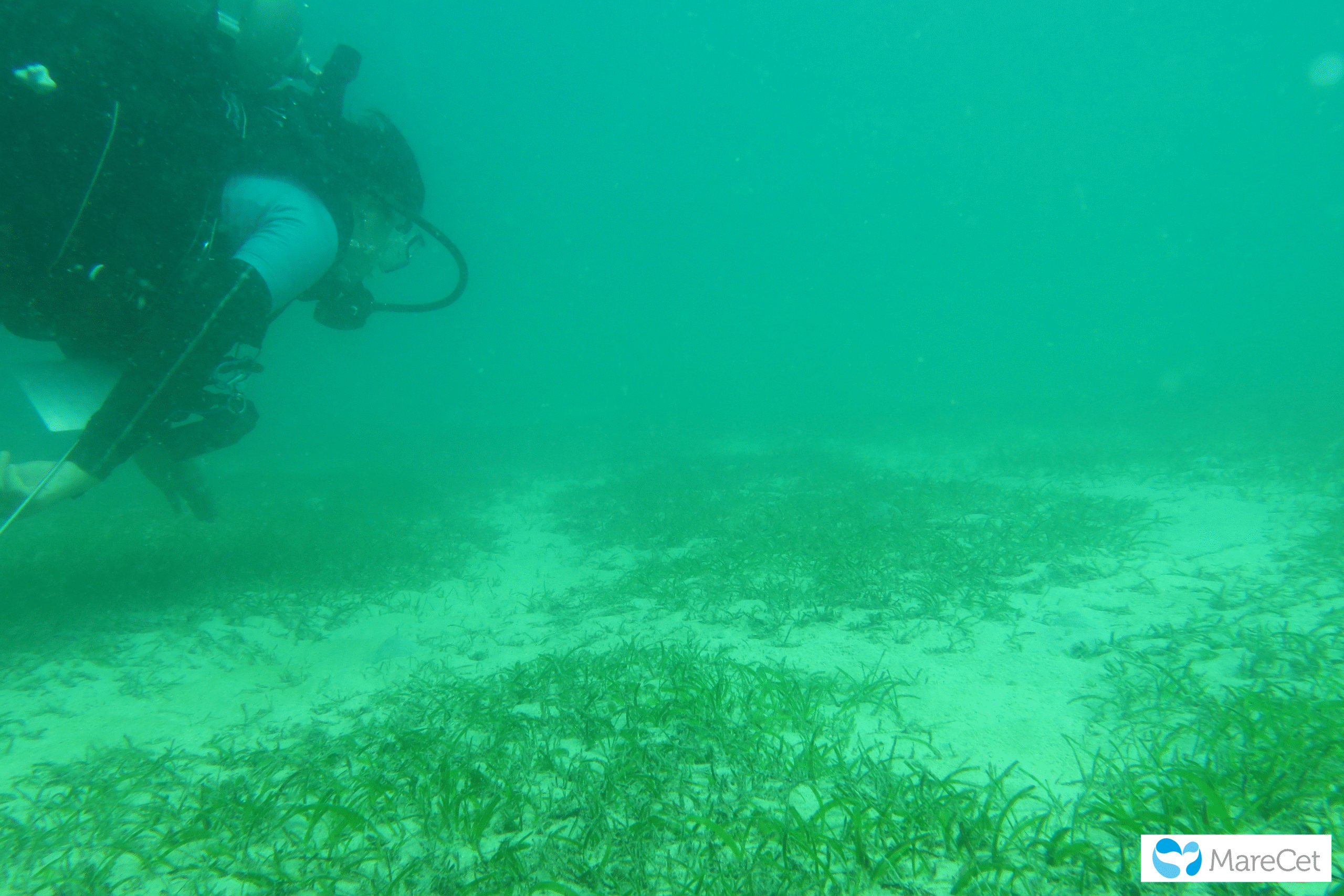 Marine mammals researcher scuba diving to observe dugong feeding trail in seagrass
