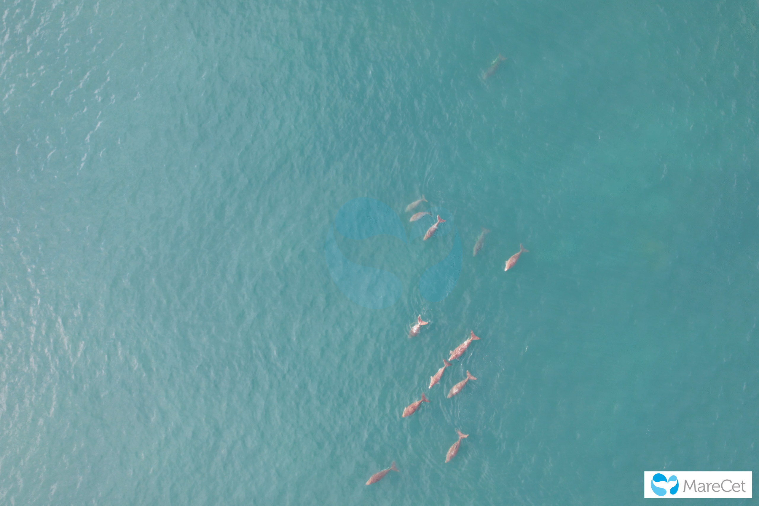 Dugong herd. Aerial view of marine mammals in Malaysia