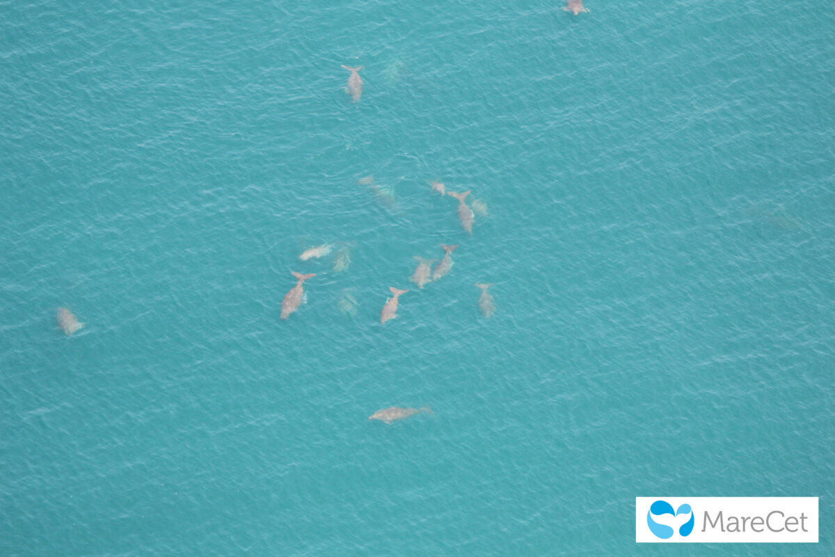 MareCet archive of marine mammals research. Aerial view of a herd of dugong off Sibu Island in Johor.