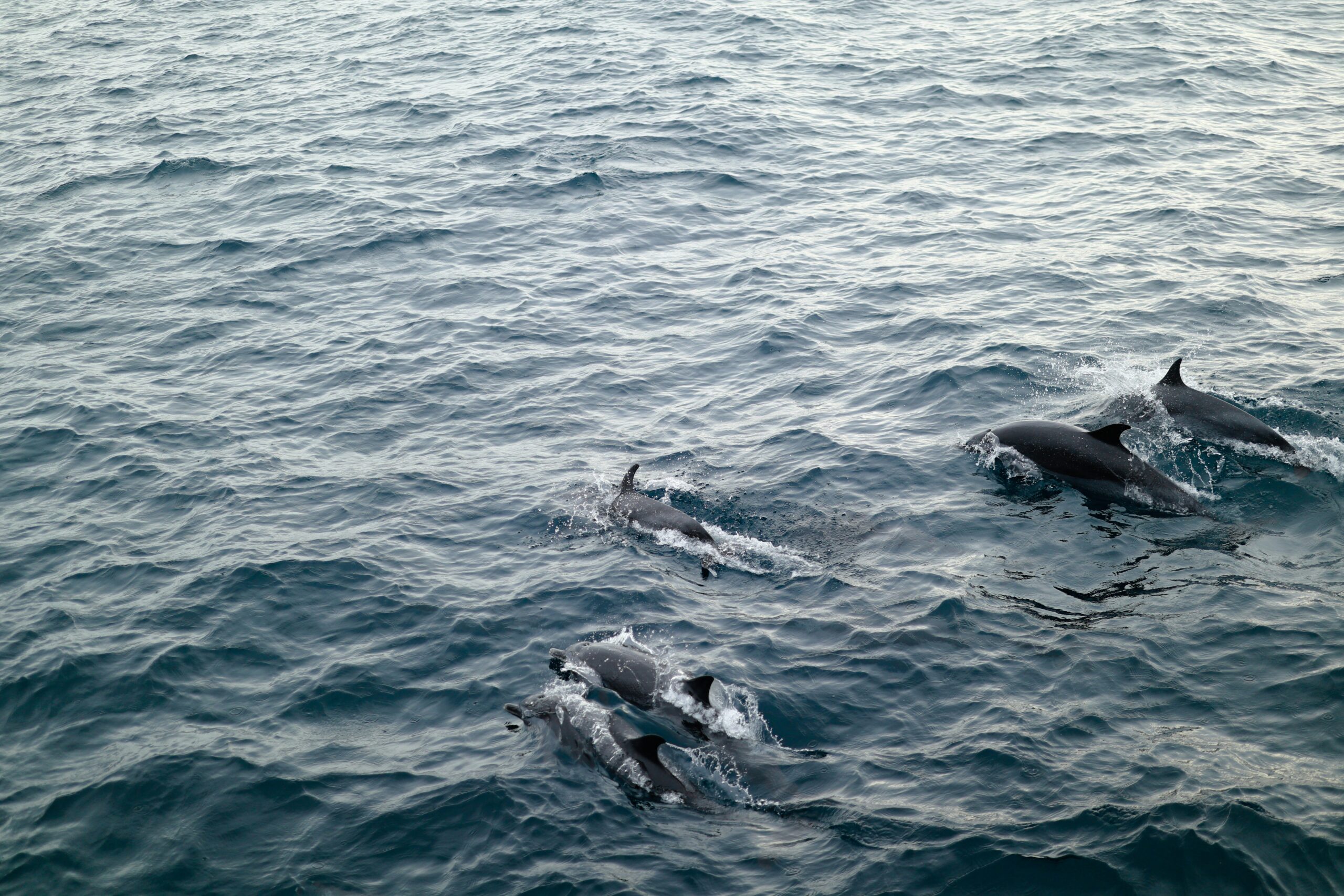 Dolphins just under the surface of the sea