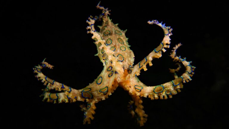 Blue-ringed octopus