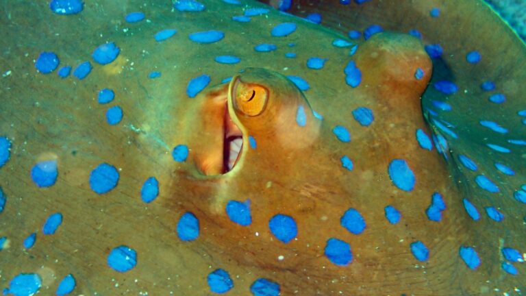 Bluespotted ribbontail ray close up