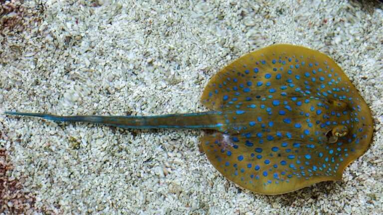 Bluespotted ribbontail ray from above