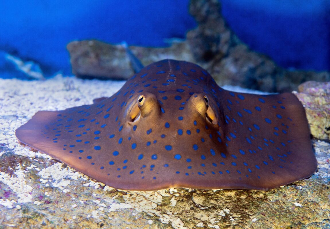 Frontal view of a bluespotted ribbontail ray lying on sand in an aquarium