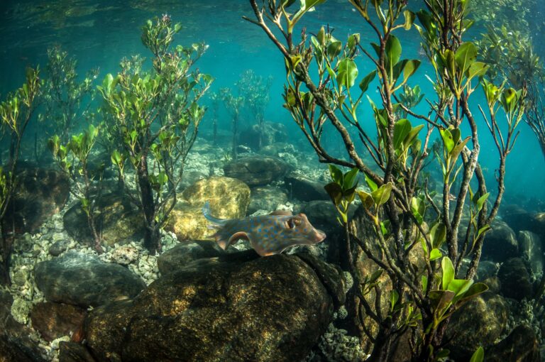 Bluespotted ribbontail ray in the mangroves
