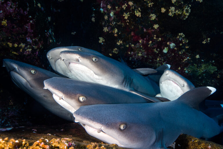 white tip reef sharks pile up neatly on the shelf of a rocky cliff to rest