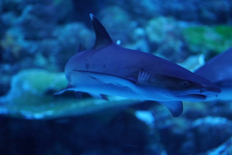 Whitetip reef shark_Unsplash