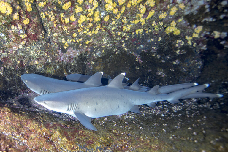 Whitetip reef sharks in crevice_Ocean Image Bank