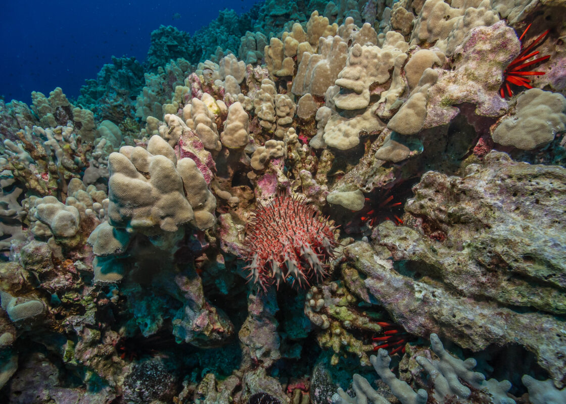OceanImageBank_ShaunWolfe_13