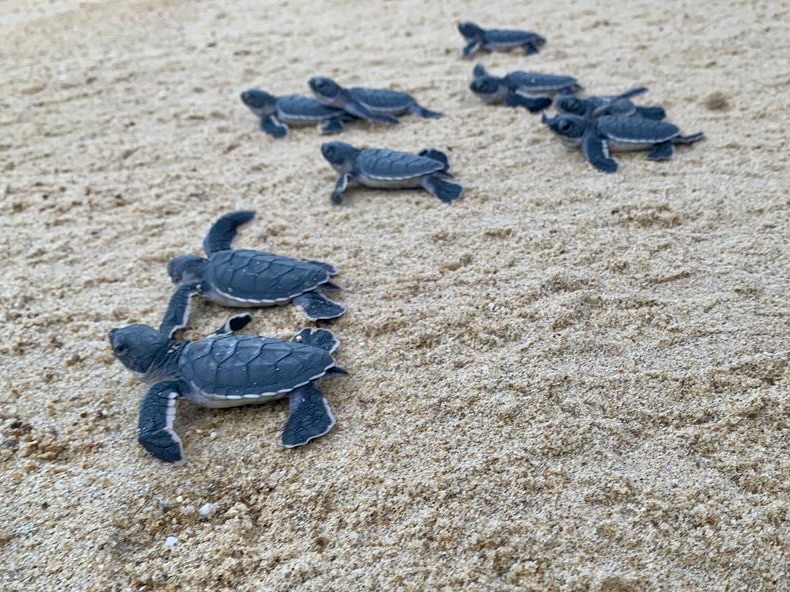 Turtle hatchlings on the beach