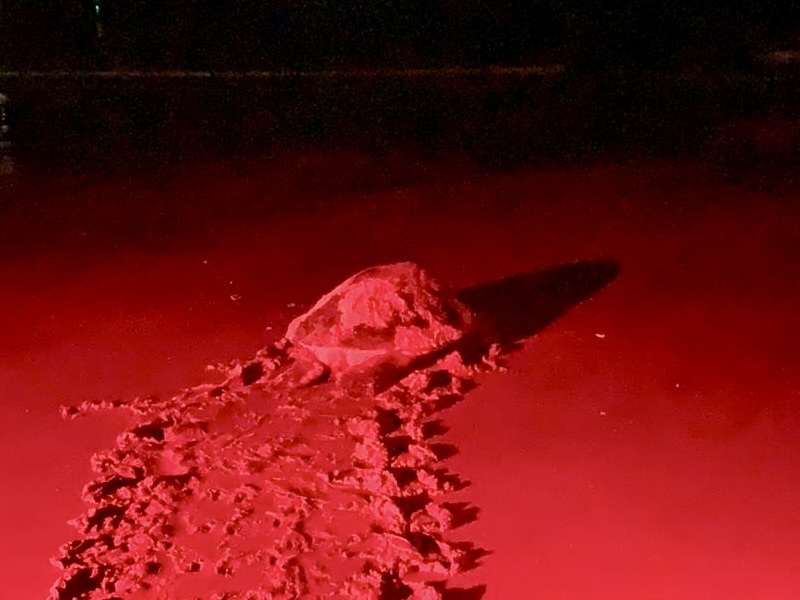 Turtle headed back to sea after laying her eggs. Image is lit in red light.