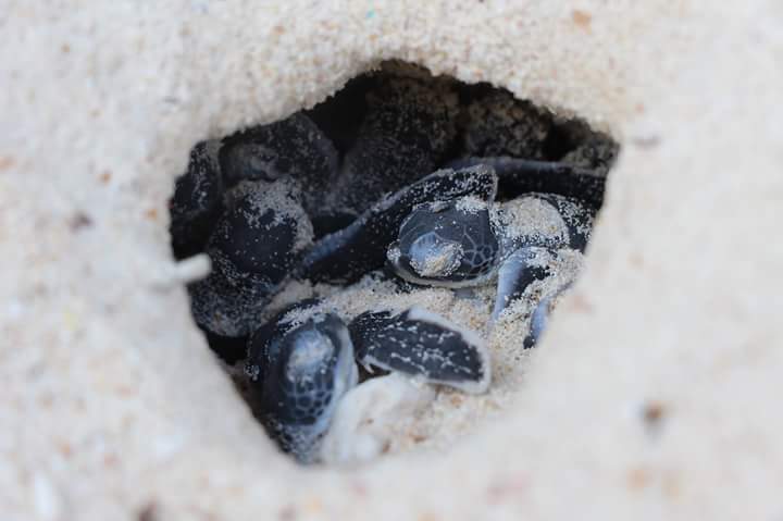 Turtle hatchlings in the nest cavity about to emerge onto the beach