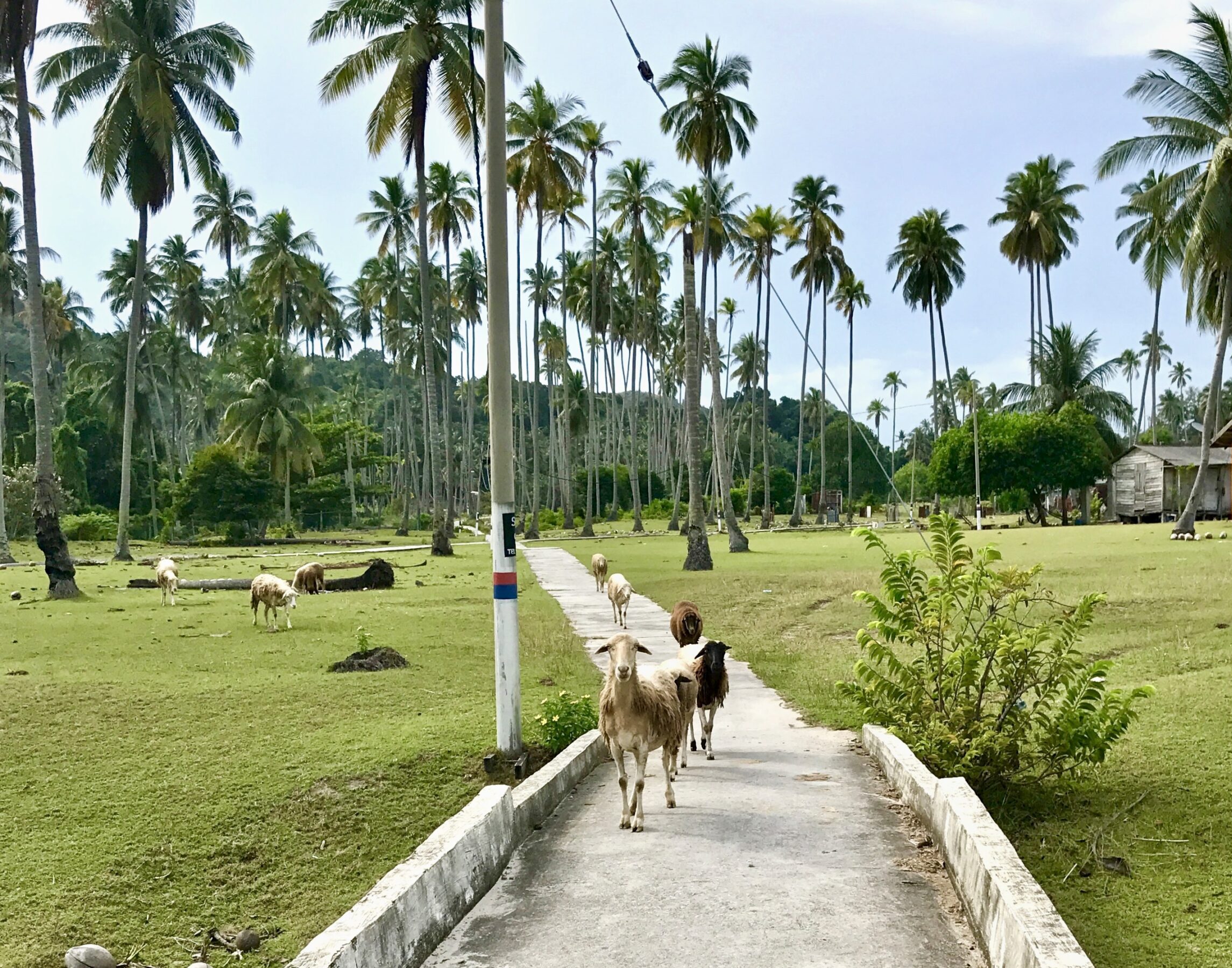 Sheep approaching on a concrete path in the coconut grove of Sibu Island.