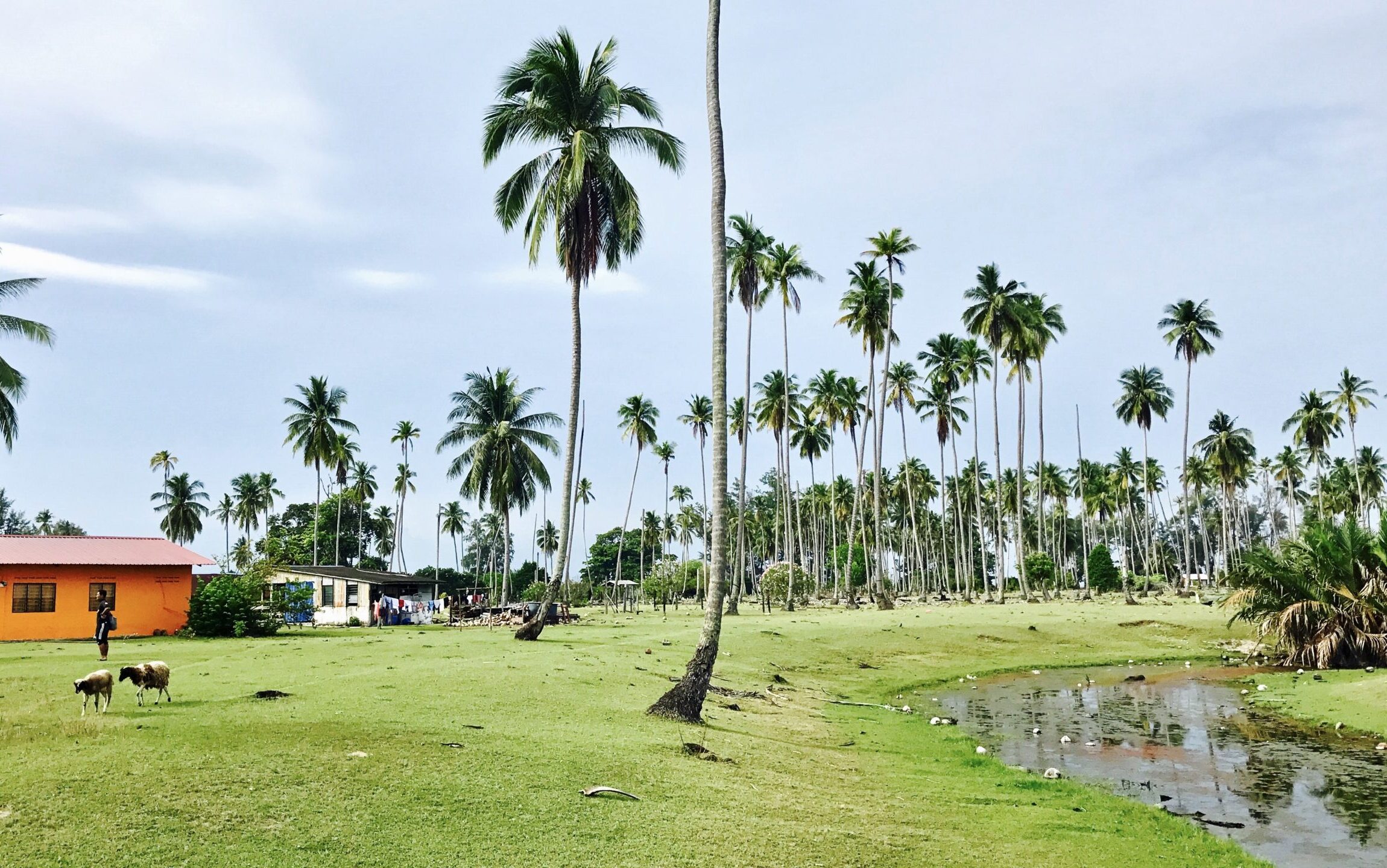 Coconut grove within the village of Sibu Island, with a small stream curving away on the right. The ground is covered by green grass. Village brick houses are visible on the left, a pair of sheep are walking away to the left.
