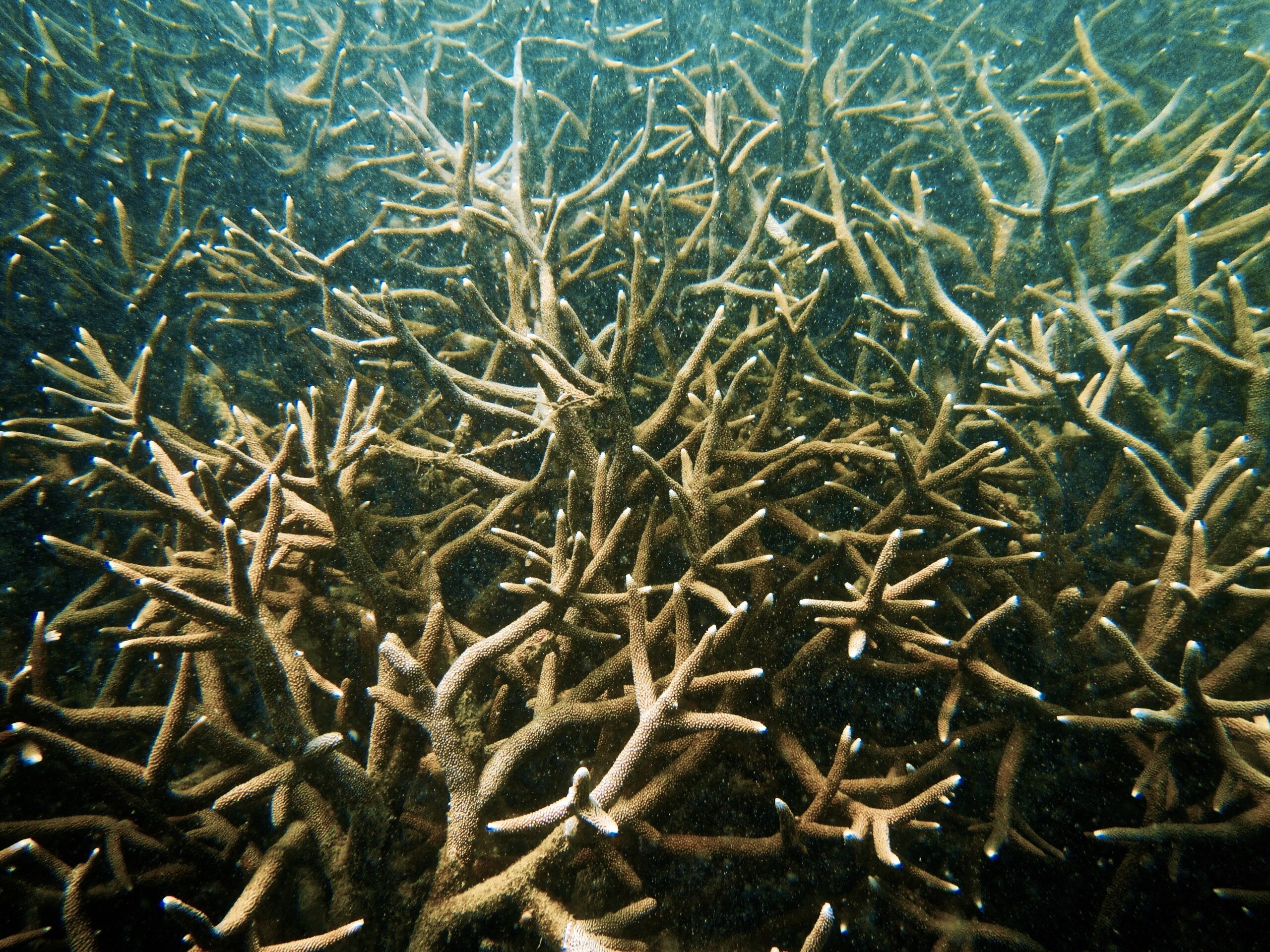 Staghorn coral