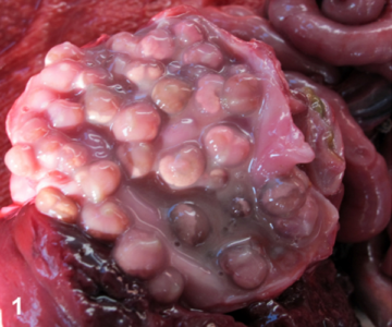 Gastric Braunina cordiformis and a review of helminth parasitism in the finless porpoise (Neophocaena phocaenoides)
