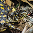 Marine turtle nesting and hatching in Tun Mustapha park, Malaysia, revealed by community-based monitoring