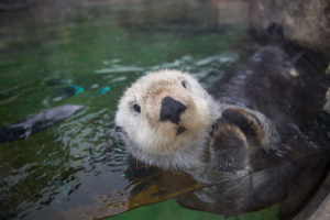 Stronger international regulations and increased enforcement effort is needed to end the illegal trade in otters in Asia