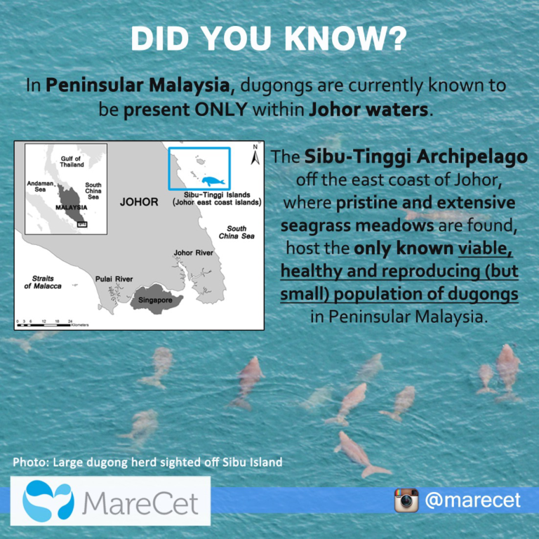 MareCet dugong factsheet 1