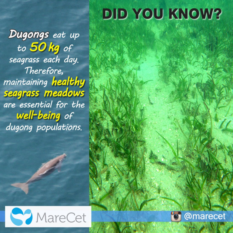 MareCet dugong factsheet 3