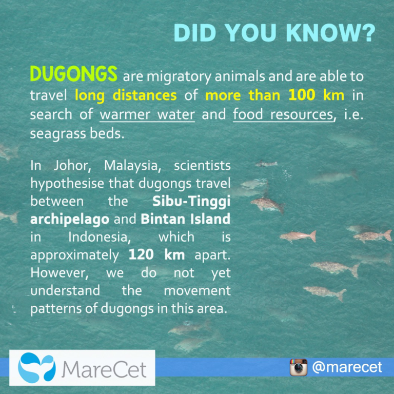 MareCet dugong factsheet 4