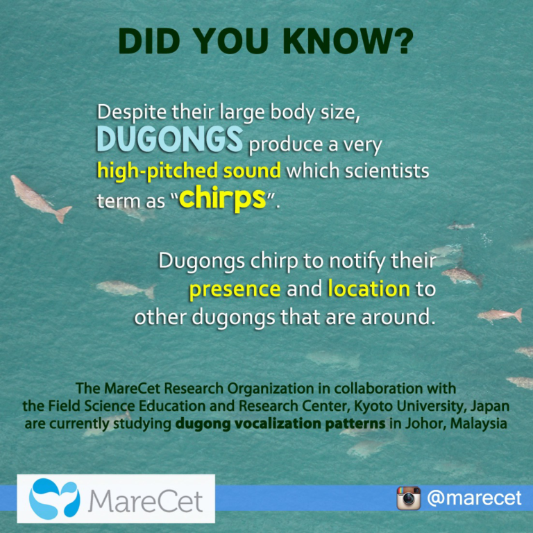 MareCet dugong factsheet 2