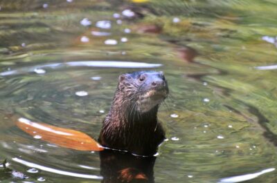 Recent seizures of live otters in Southeast Asia