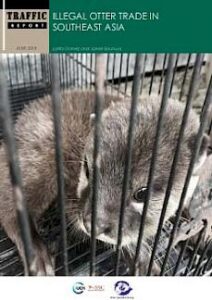 Illegal otter trade in Southeast Asia