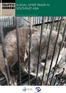 Illegal otter trade in Southeast Asia